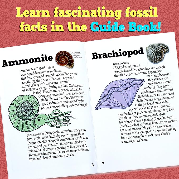DANCING BEAR Fossil Dig Kit, Excavate 15 Prehistoric Fossils Including Real Dinosaur Bones and Shark Teeth, Paleontology STEM Education for Kids, Fun Science Activity Gift Sets for Girls and Boys