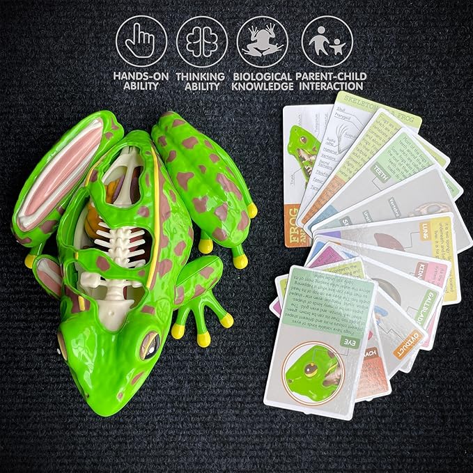 4D Vision Frog Anatomy Model, 23 Part Puzzle of Frog and 11 Knowledge Flash Cards, Detachable Frog Organs and Body Parts Model, Educational Medical Clinic Teaching Equipment, STEM Toy Gift for Kids