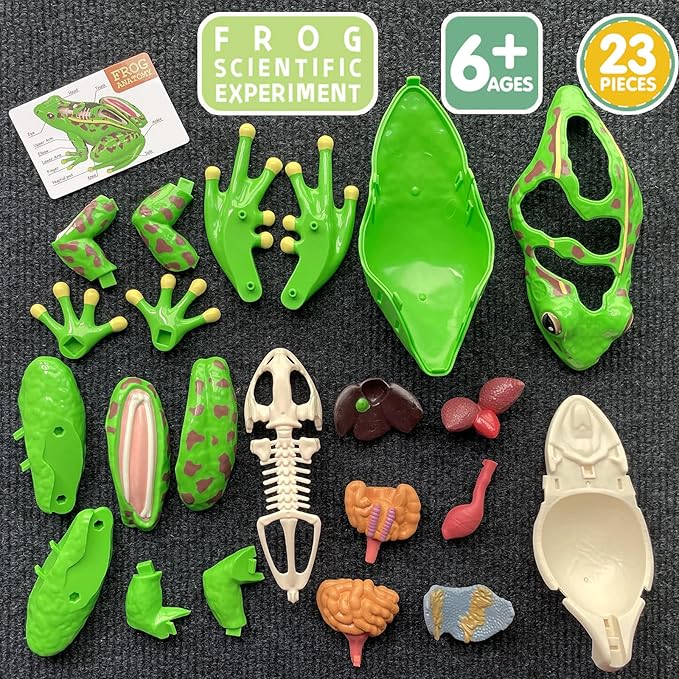 4D Vision Frog Anatomy Model, 23 Part Puzzle of Frog and 11 Knowledge Flash Cards, Detachable Frog Organs and Body Parts Model, Educational Medical Clinic Teaching Equipment, STEM Toy Gift for Kids