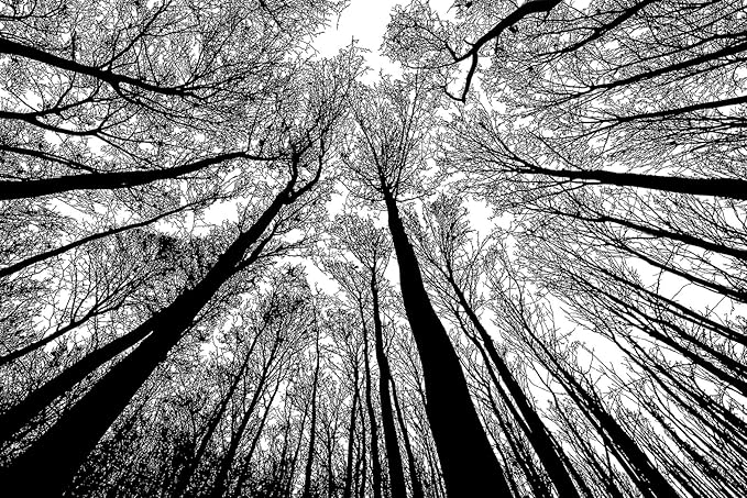 Bgraamiens Puzzle-Forest in Black and White-1000 Pieces Creative Black and White Nature Scenery Hard Puzzle Blue Board Jigsaw Puzzle