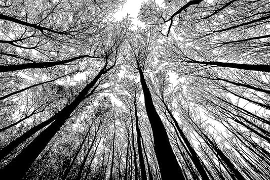 Bgraamiens Puzzle-Forest in Black and White-1000 Pieces Creative Black and White Nature Scenery Hard Puzzle Blue Board Jigsaw Puzzle