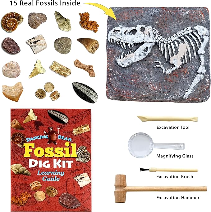 DANCING BEAR Fossil Dig Kit, Excavate 15 Prehistoric Fossils Including Real Dinosaur Bones and Shark Teeth, Paleontology STEM Education for Kids, Fun Science Activity Gift Sets for Girls and Boys